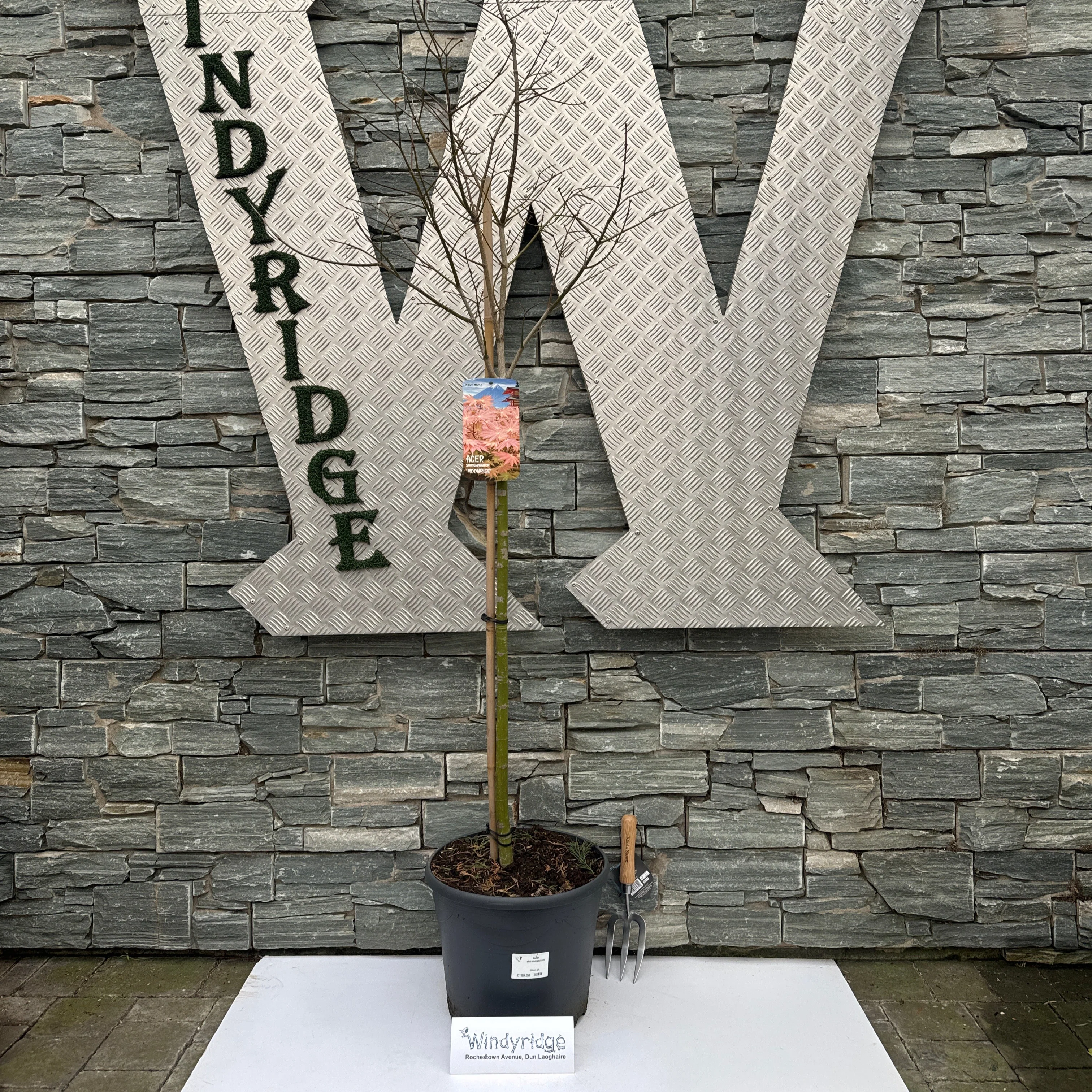 Acer shirasawanum Moonrise 90 cm st. Deco 18L. - Image 2