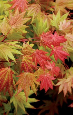 ACER SHIRASAWANUM MOONRISE VQ LT. 14