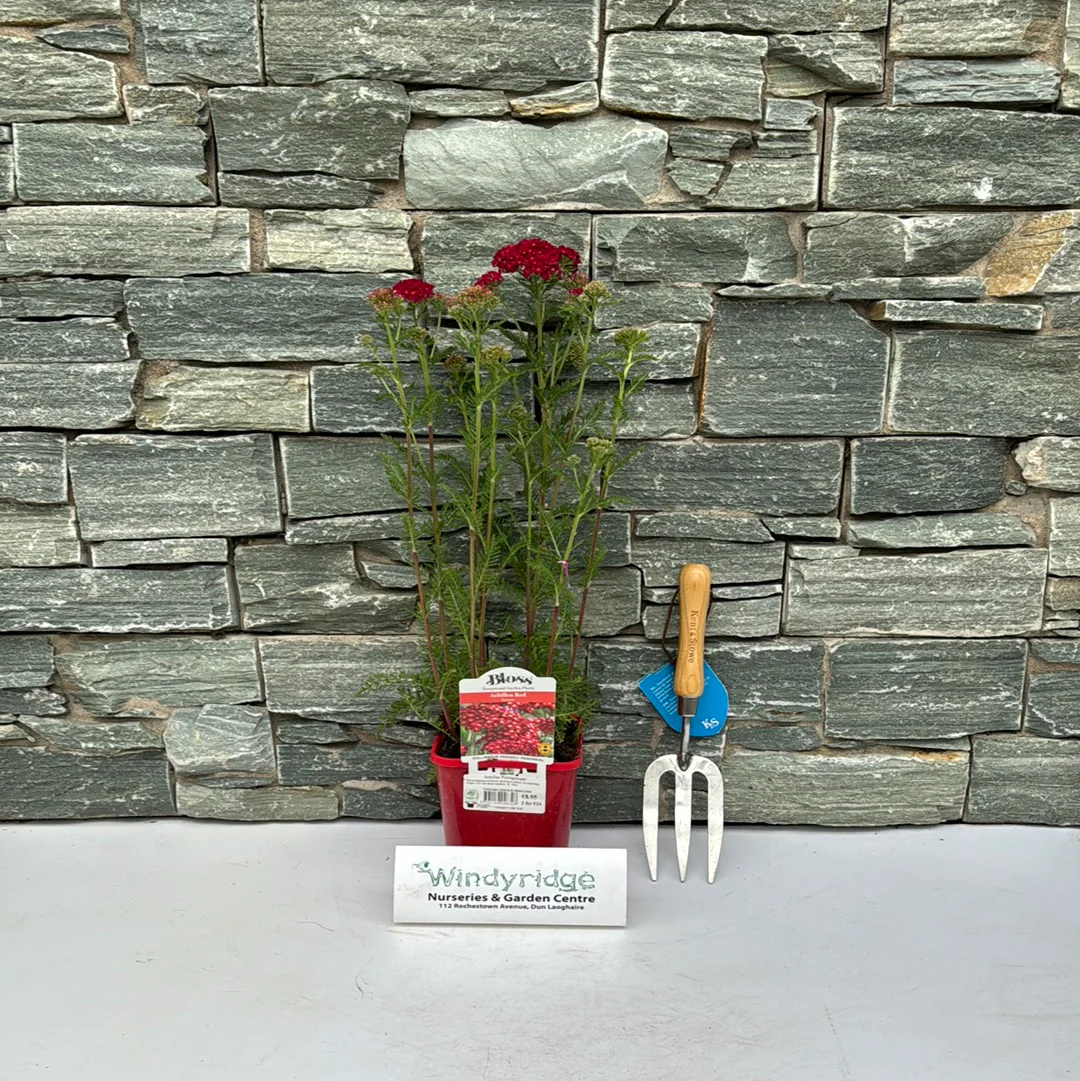 Achillea Millefolium Achillea Tutti Pomegranate (2Ltr Pot) - Image 4