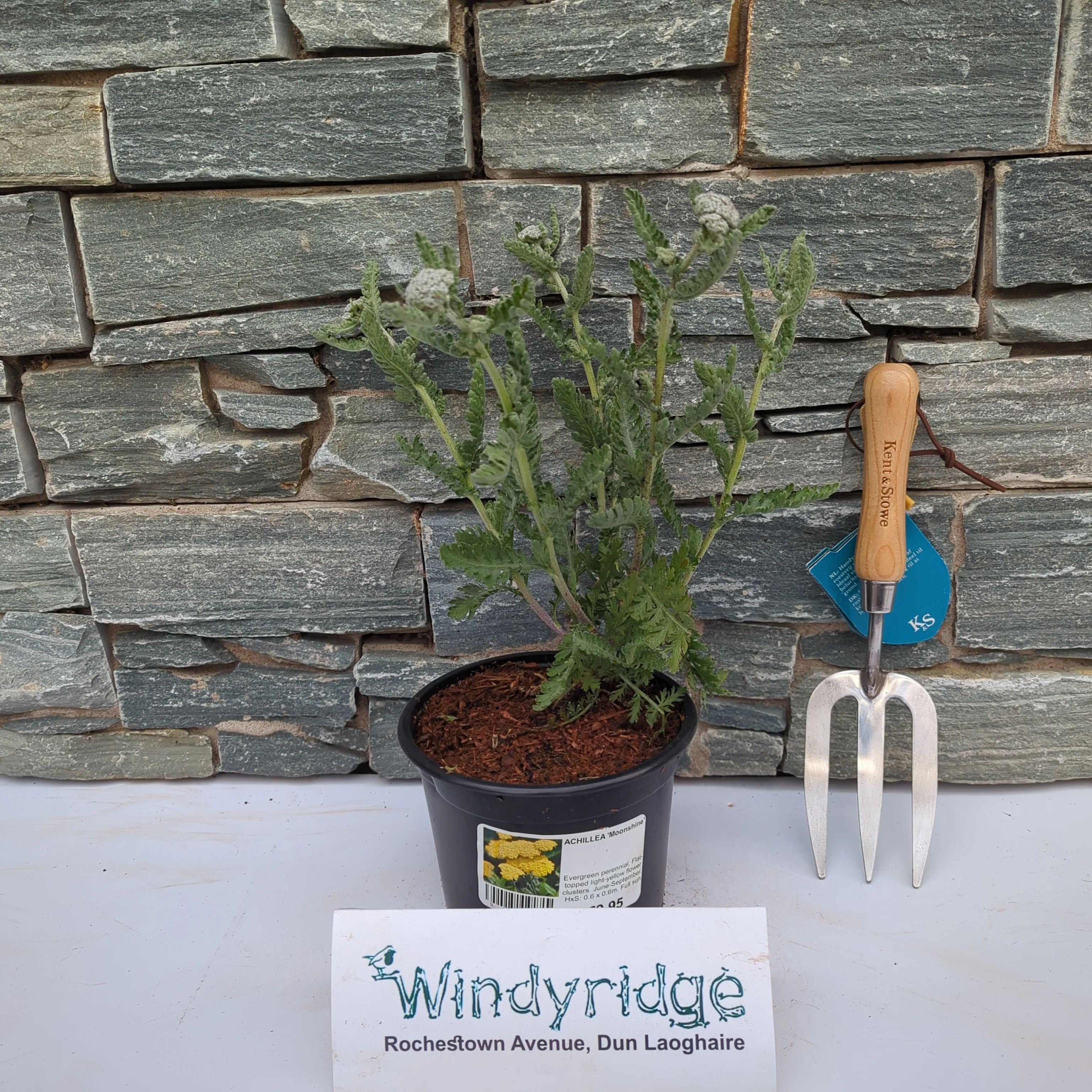 ACHILLEA Moonshine - Image 2