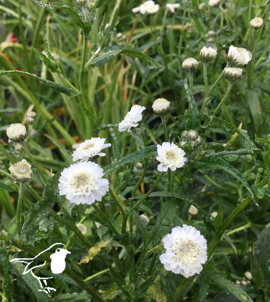 Achillea pt. Peter Cottontail