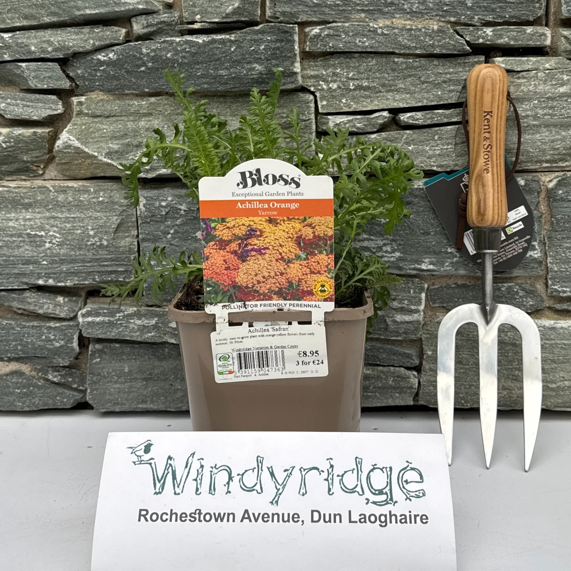 Achillea Safran 2ltr pot - Image 2