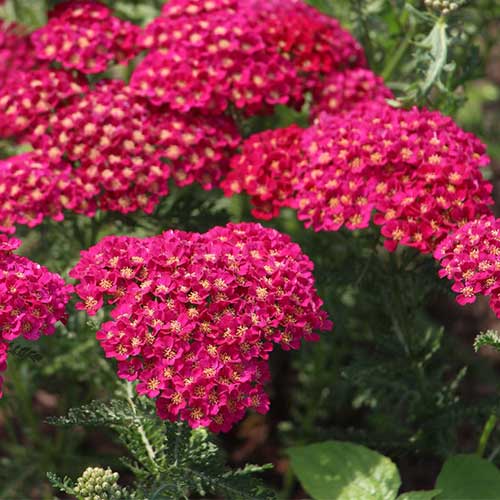Achillea 'Saucy Seduction' - Image 2