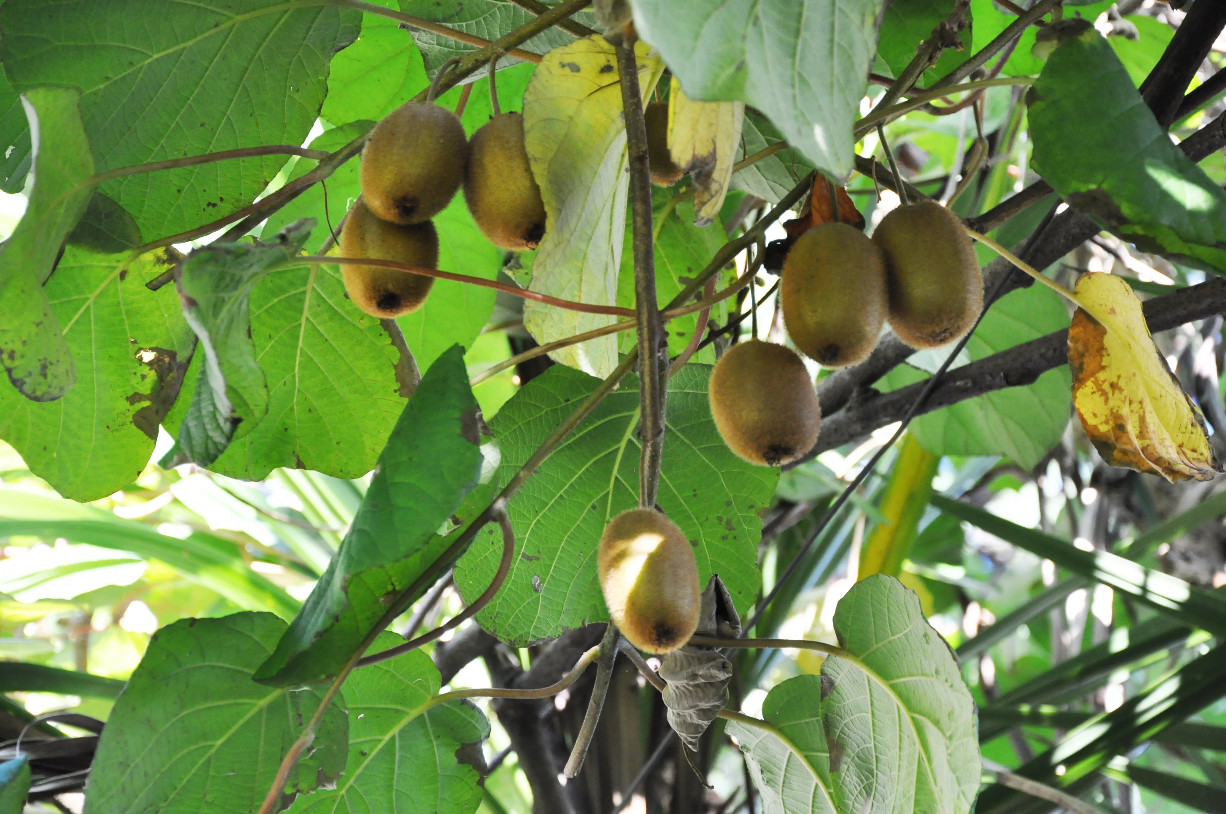 Actinidia deliciosa 'Jenny' 2 Ltr, single cane - Image 2