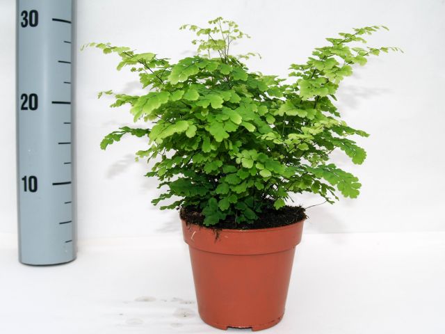 Adiantum raddianum 'Fritz-Luthi' P8.5