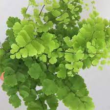 Adiantum raddianum 'Fritz-Luthi' P8.5 - Image 2