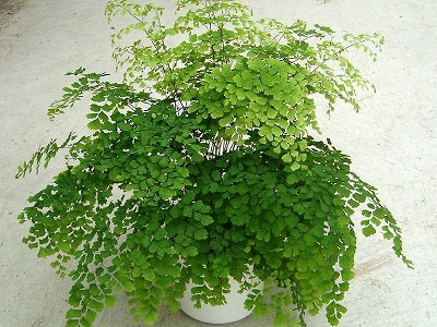 Adiantum raddi. Fragrans