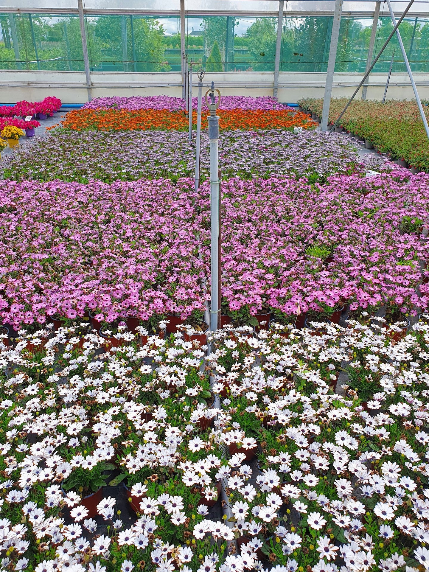African daisy Osteopermum Mix (1.5Ltr Pot) - Image 3