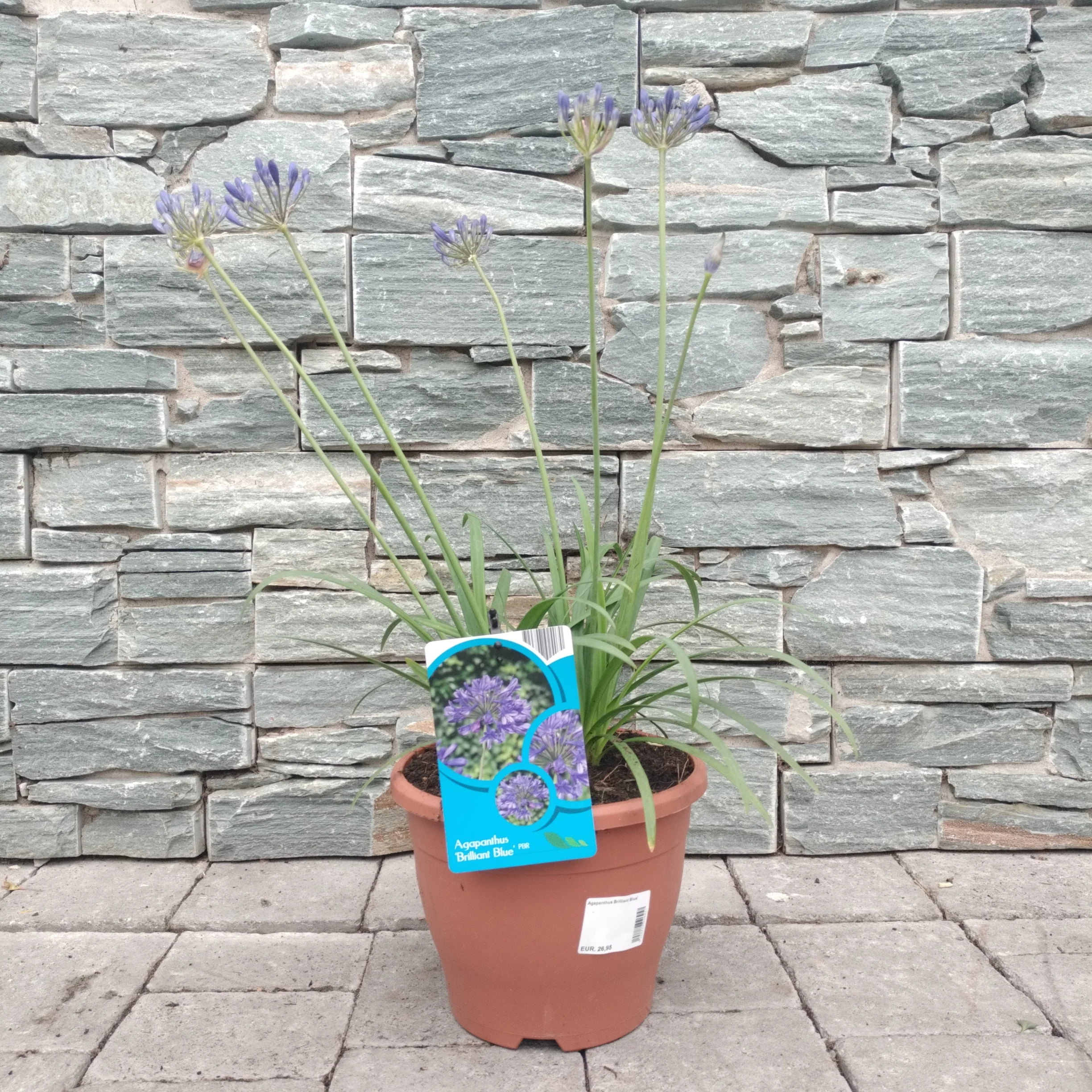 African Lily (Agapanthus Brilliant Blue) - Image 2
