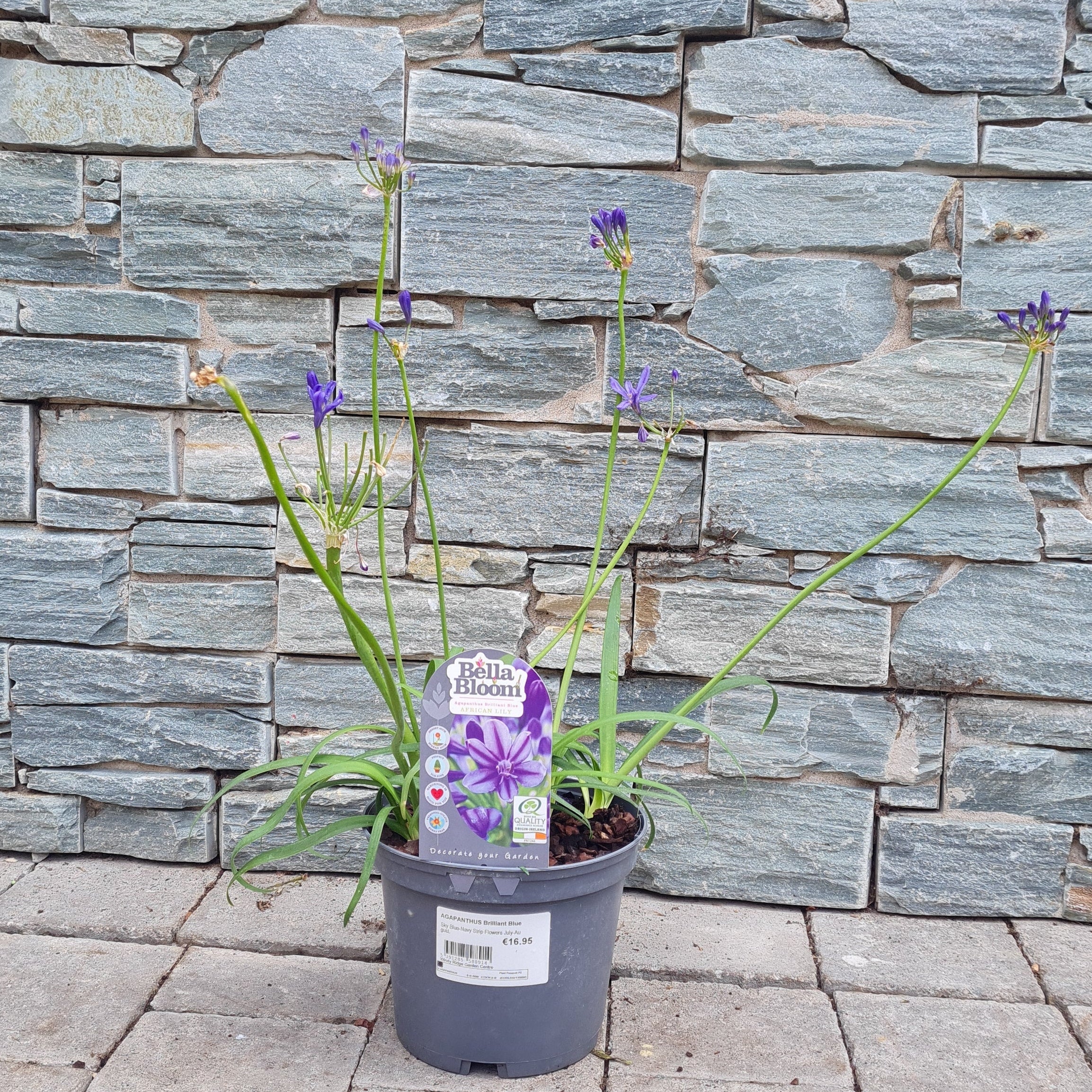 African Lily (Agapanthus Brilliant Blue) - Image 2