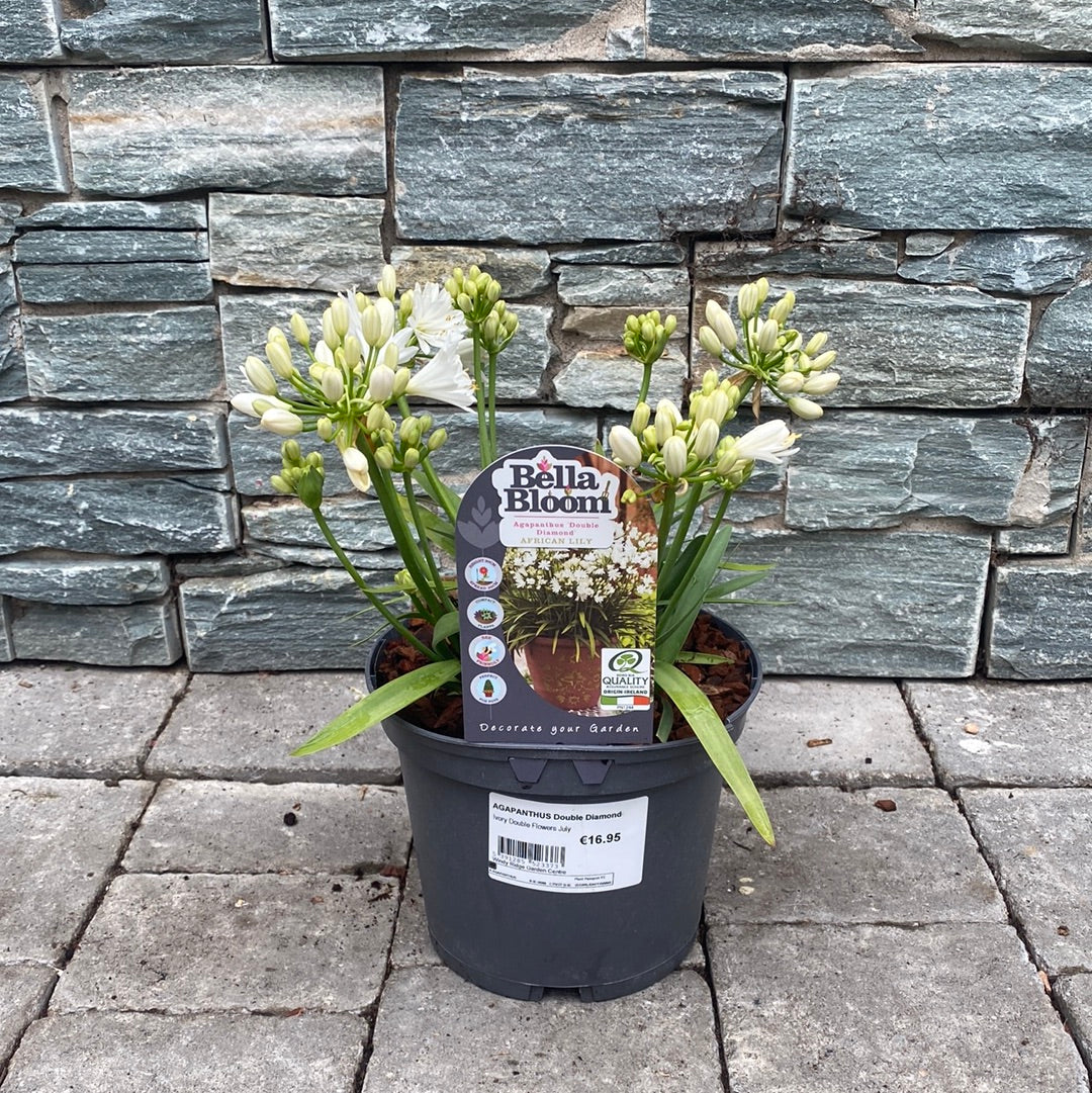 African Lily Agapanthus Double Diamond (3Ltr Pot) - Image 2