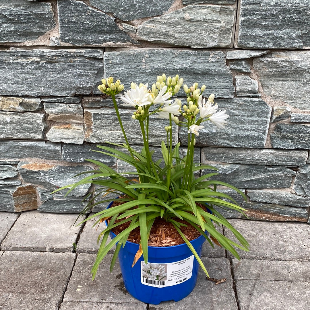 African Lily Agapanthus Double Diamond (3Ltr Pot) - Image 2