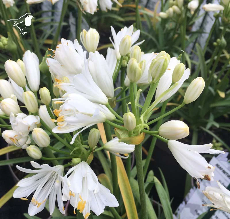 African Lily Agapanthus Double Diamond (3Ltr Pot) - Image 3