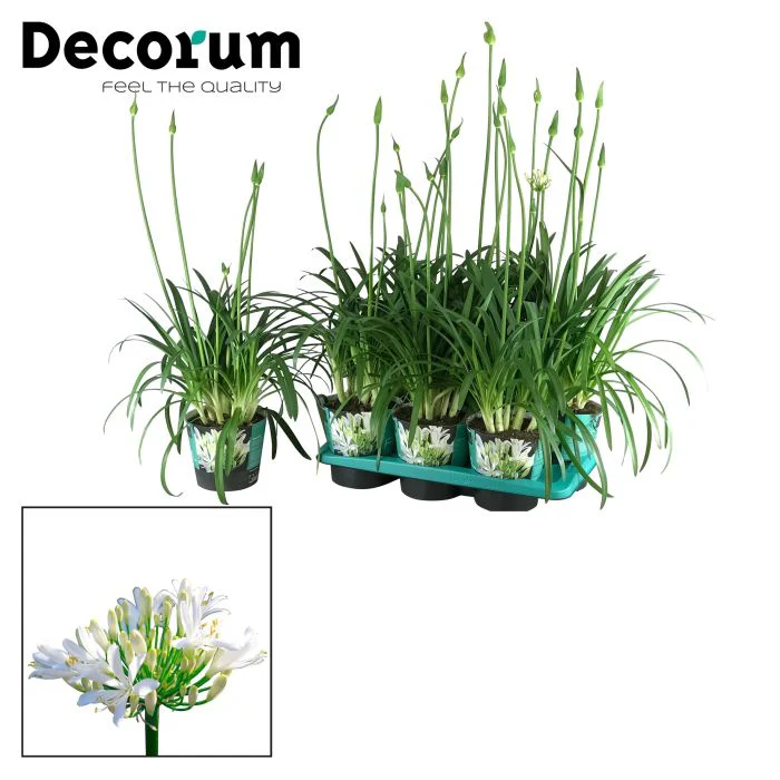 African Lily (Agapanthus Whitney) - Image 2