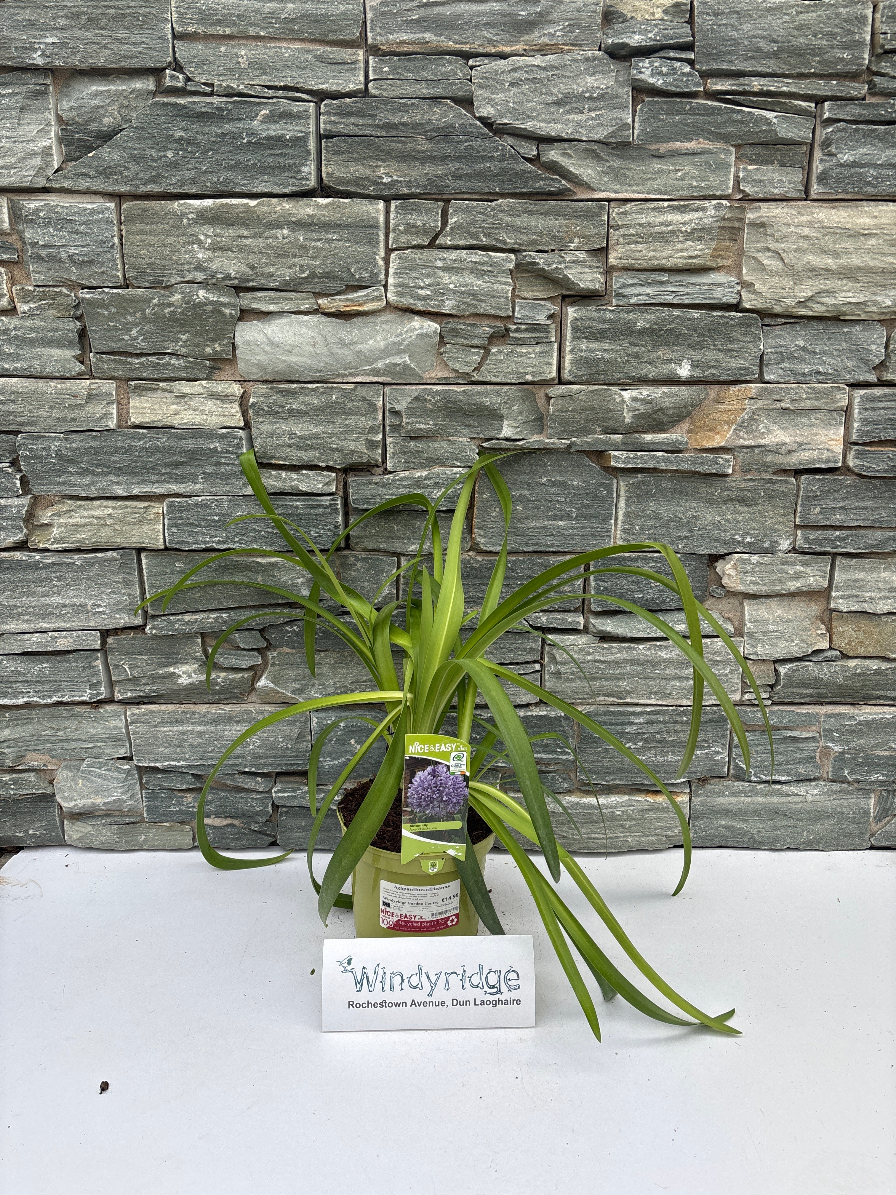Agapanthus africanus - Image 2