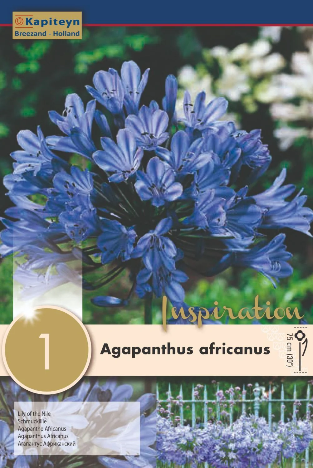 AGAPANTHUS AFRICANUS