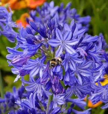AGAPANTHUS AFRICANUS BLUE