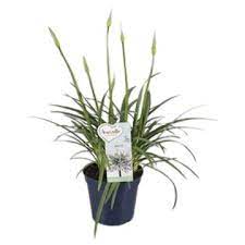 Agapanthus Amourette White - Image 2