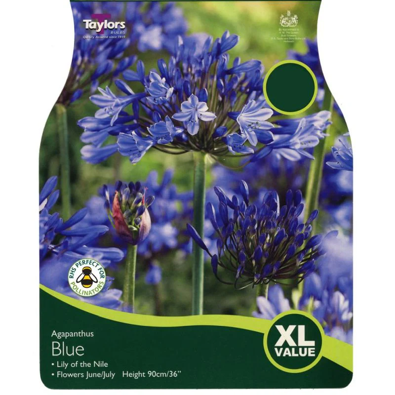 AGAPANTHUS BLUE 4