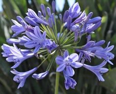 AGAPANTHUS BLUE 4 - Image 2