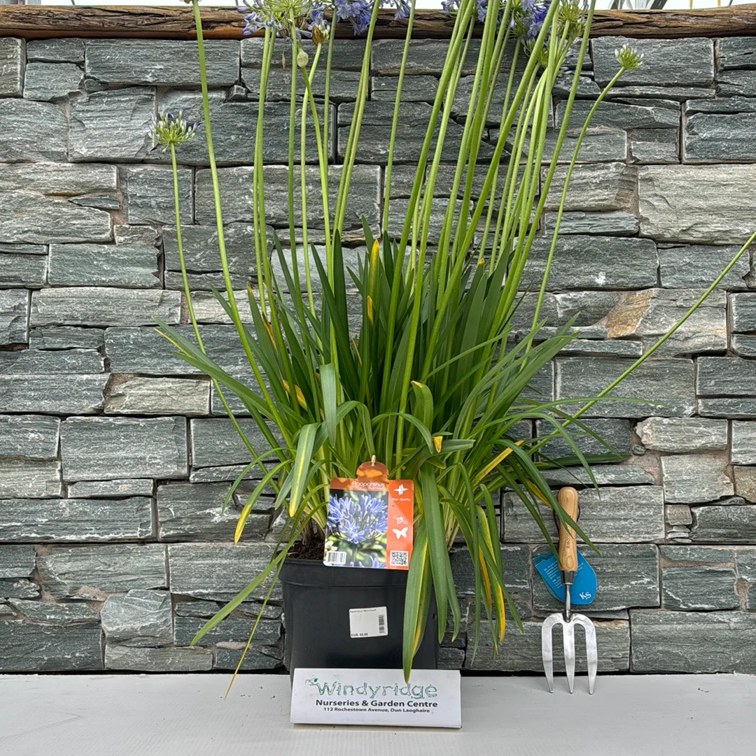 Agapanthus Blue Cloud - Image 3