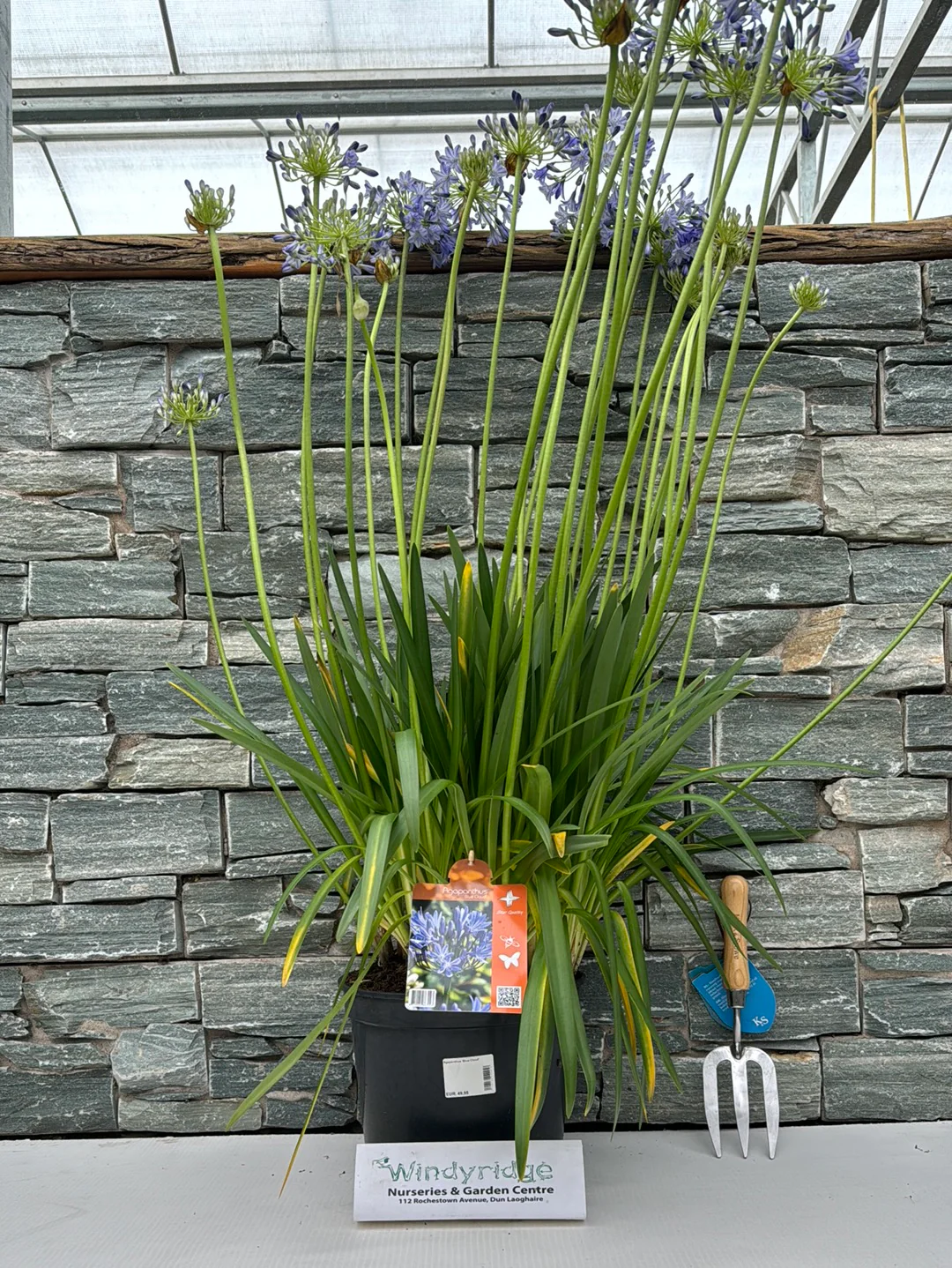 Agapanthus Blue Cloud - Image 4