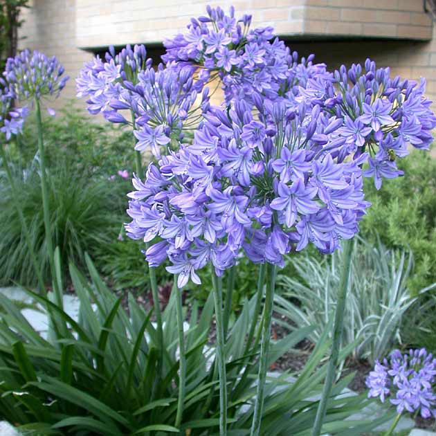 Agapanthus Blue Storm