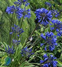 Agapanthus Brilliant Blue