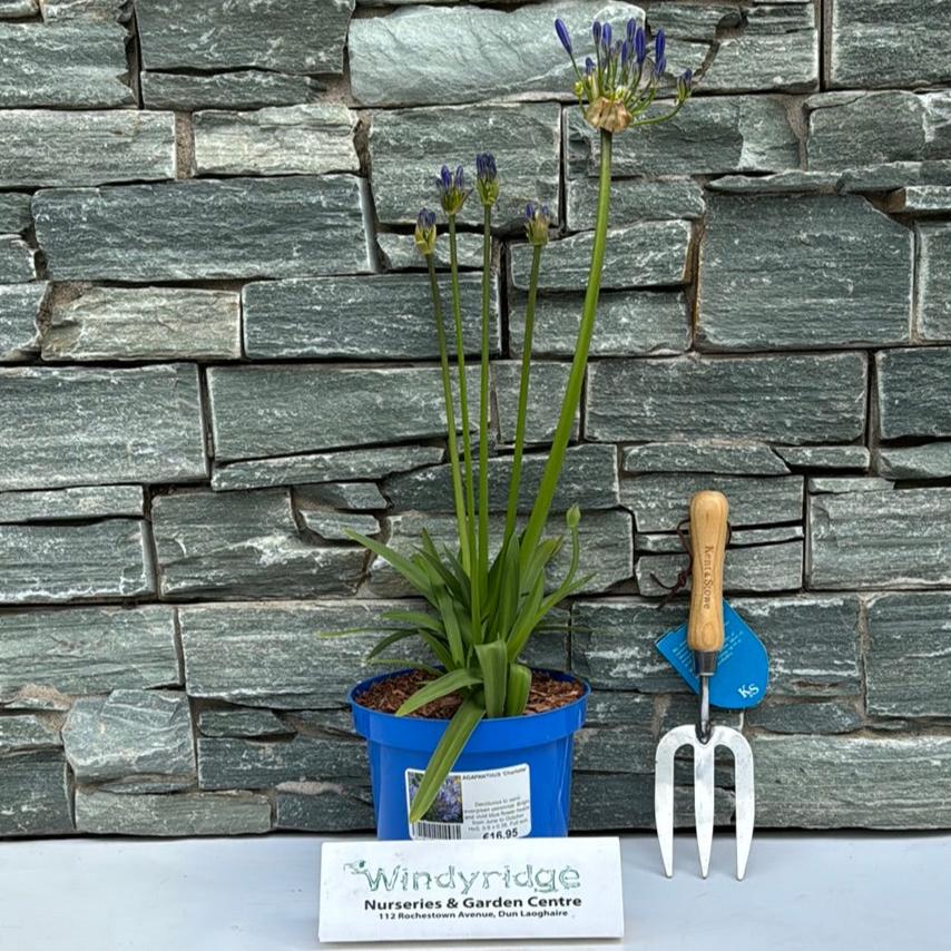 AGAPANTHUS  Charlotte - Image 2