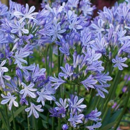 AGAPANTHUS CHARLOTTE