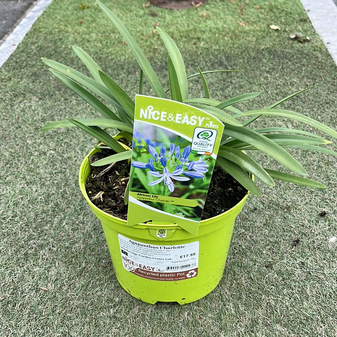 Agapanthus Charlotte - Image 2