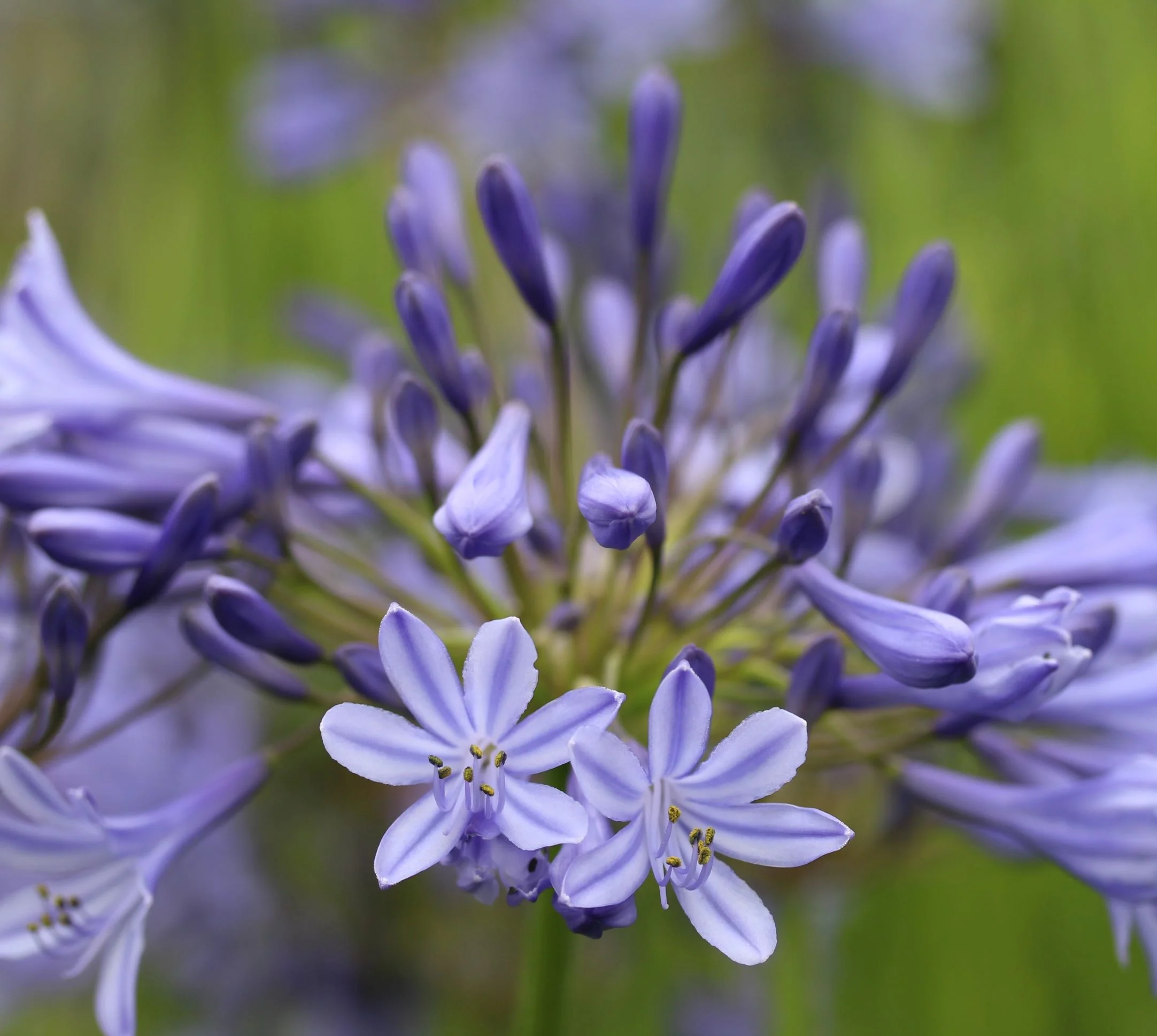 Agapanthus Dr Brouwer