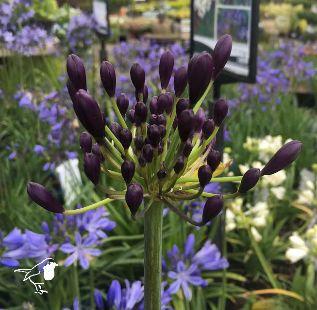 Agapanthus Everpanthus PoppinPurple