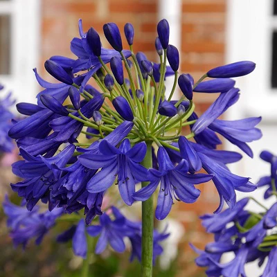 AGAPANTHUS FLOWER OF LOVE