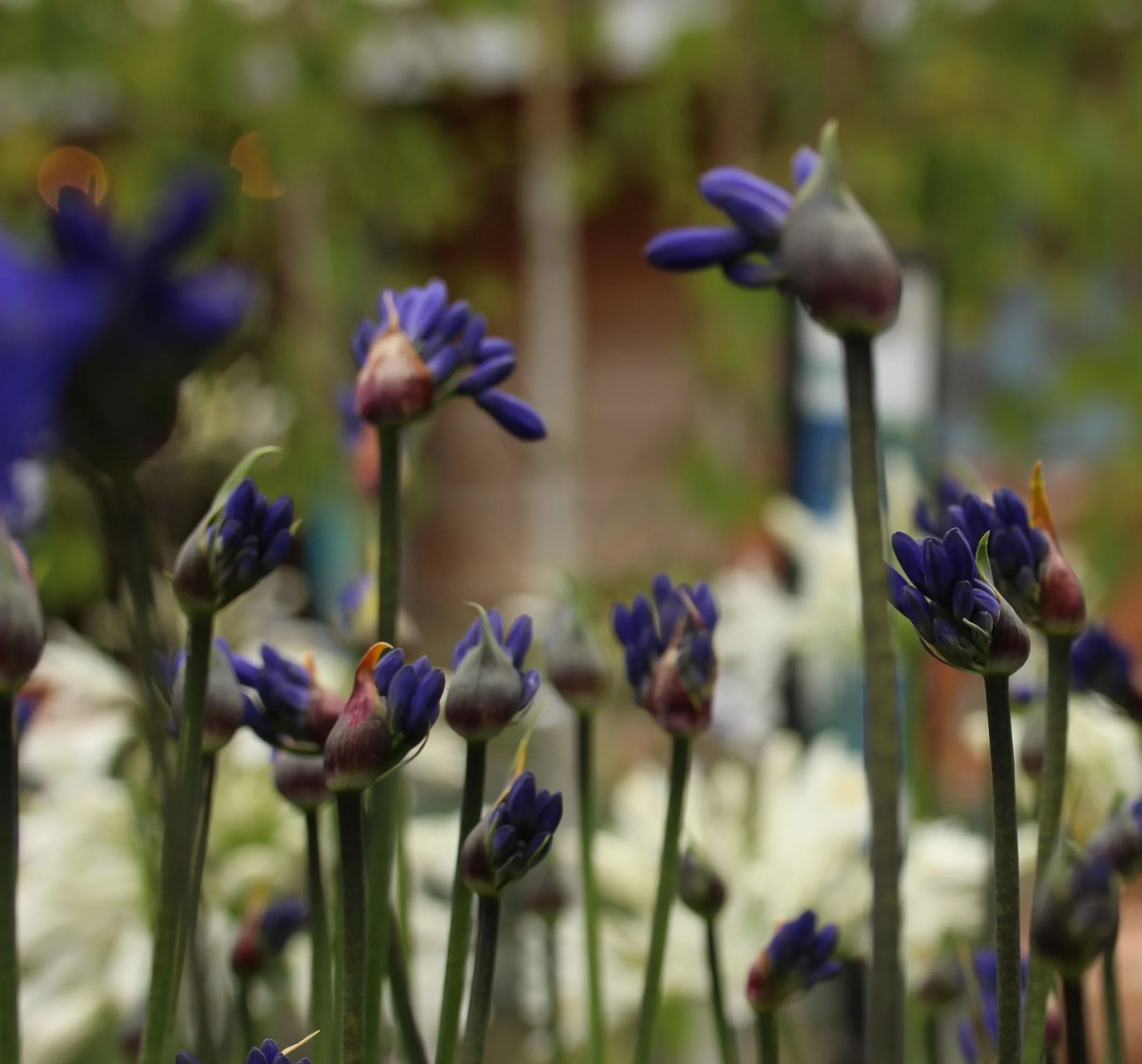 AGAPANTHUS Jessica   3L