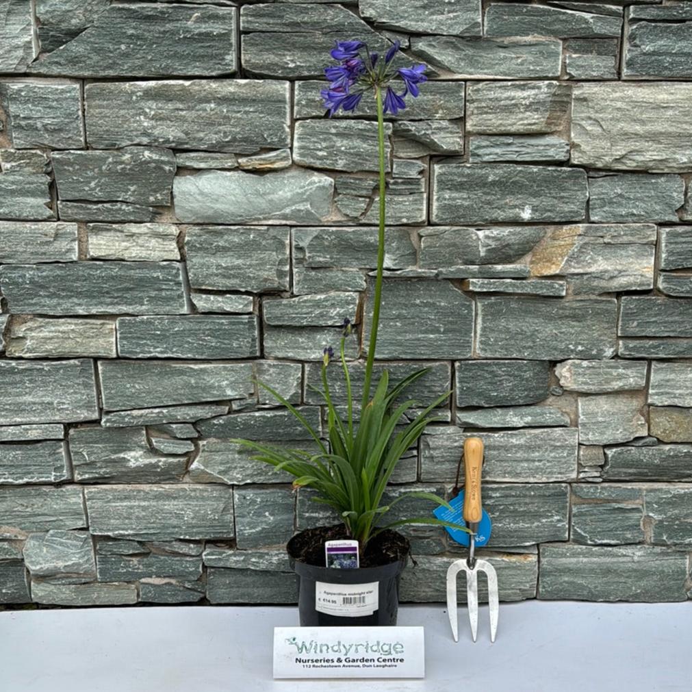 Agapanthus midnight star - Image 2