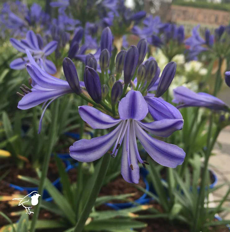 Agapanthus Overig - Image 2