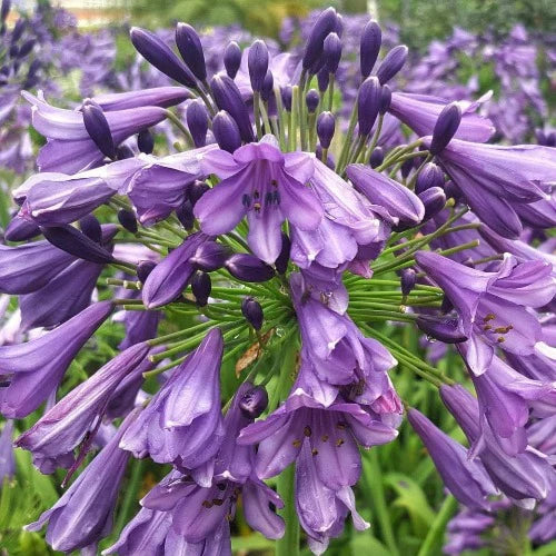 Agapanthus 'Poppin Purple'