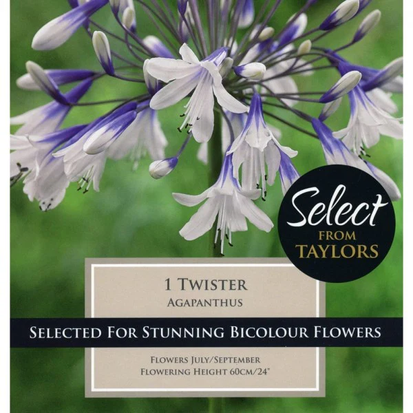 AGAPANTHUS TWISTER X 1