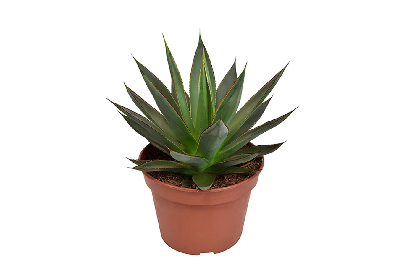 Agave Shaka Zulu  P15