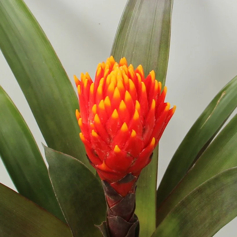 Airplant Guzmania Tala (12cm Pot) - Image 2