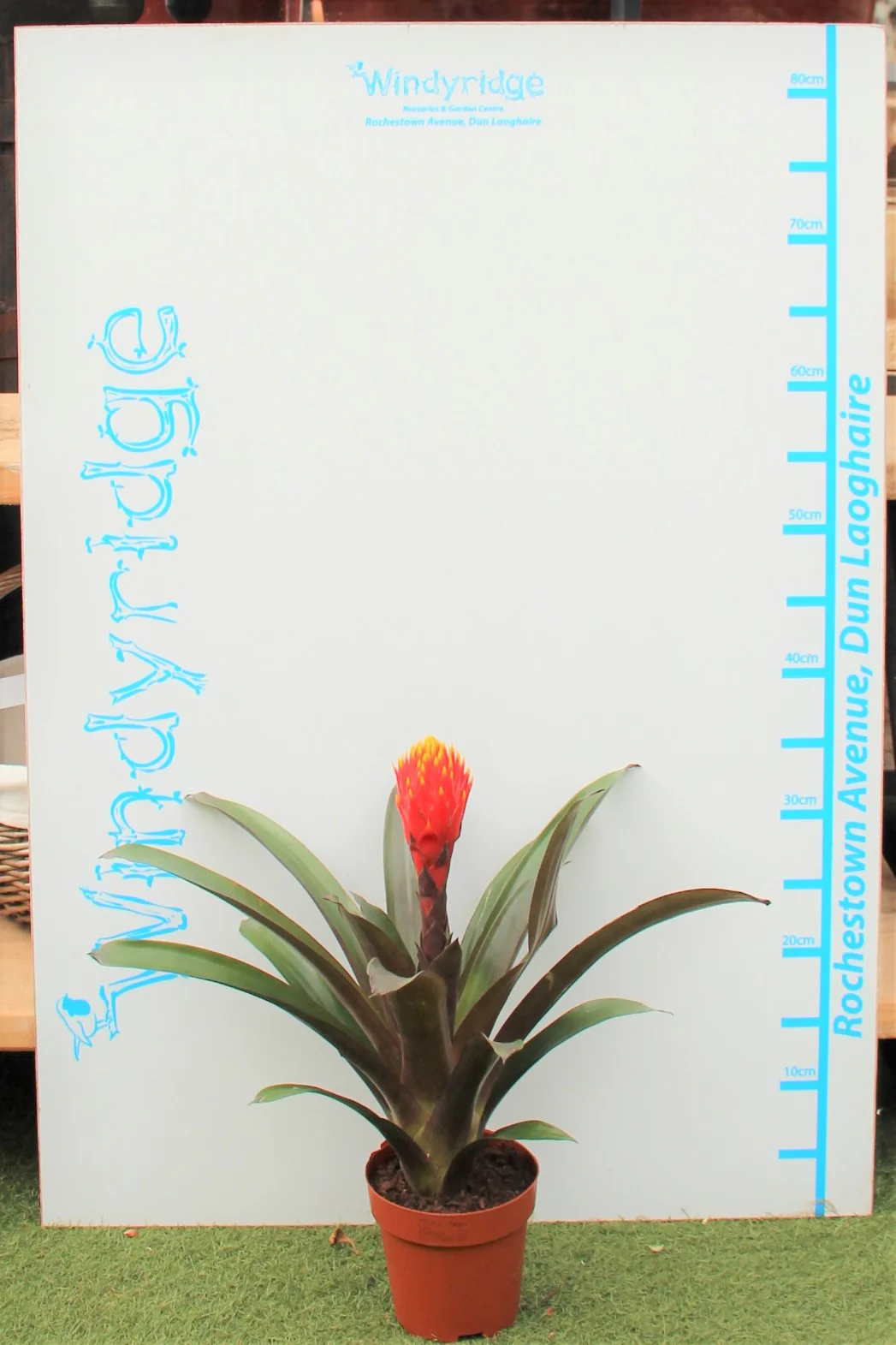 Airplant Guzmania Tala (12cm Pot) - Image 3
