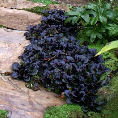 Ajuga 'Black Scallop' - Image 4