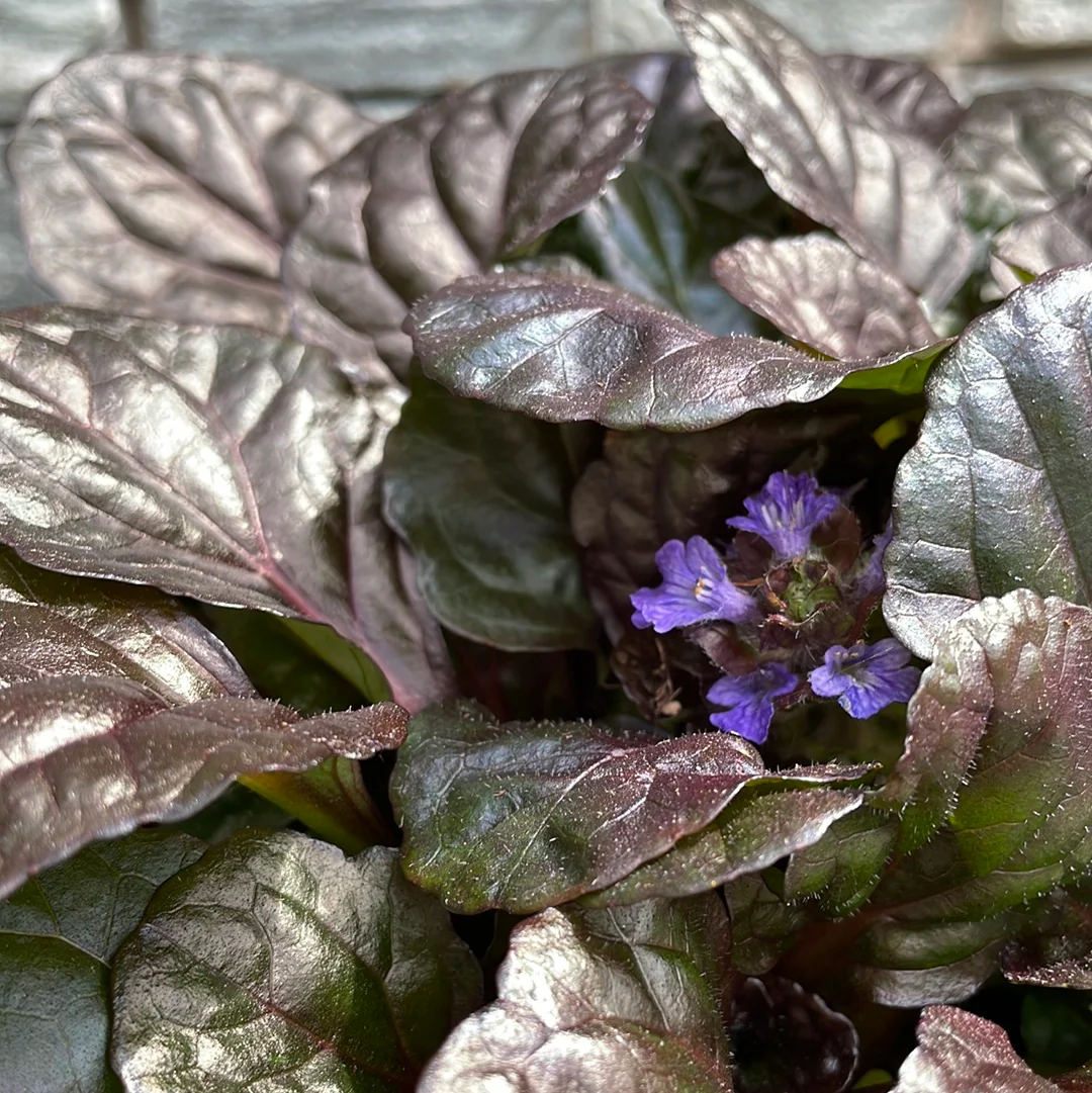 Ajuga Black Scallop - Image 5