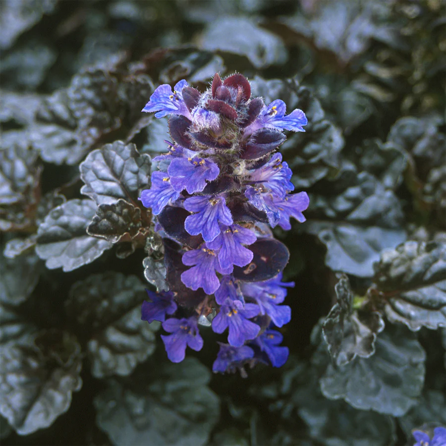 AJUGA BRAUNHERZ 1L