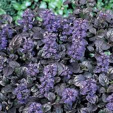 Ajuga reptans Braunherz - Image 4