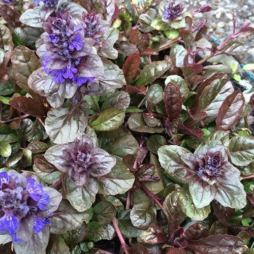 Ajuga reptans Braunherz - Image 4