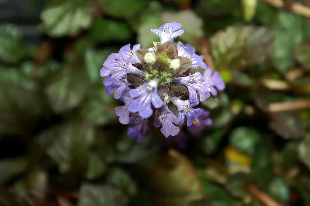 Ajuga Reptans Burgundy Glow 1 Ltr - Image 2
