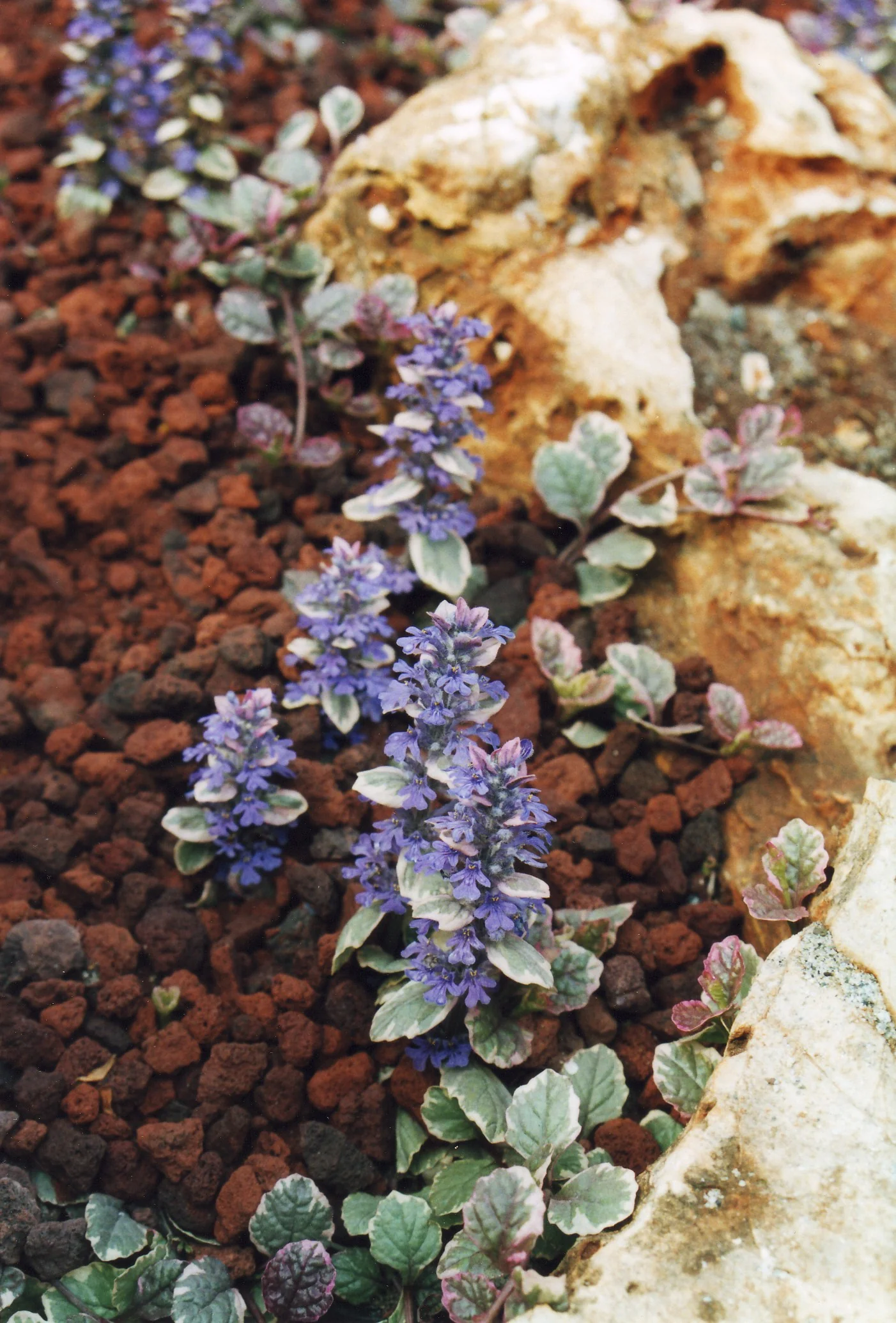 Ajuga Reptans Burgundy Glow 1 Ltr - Image 3