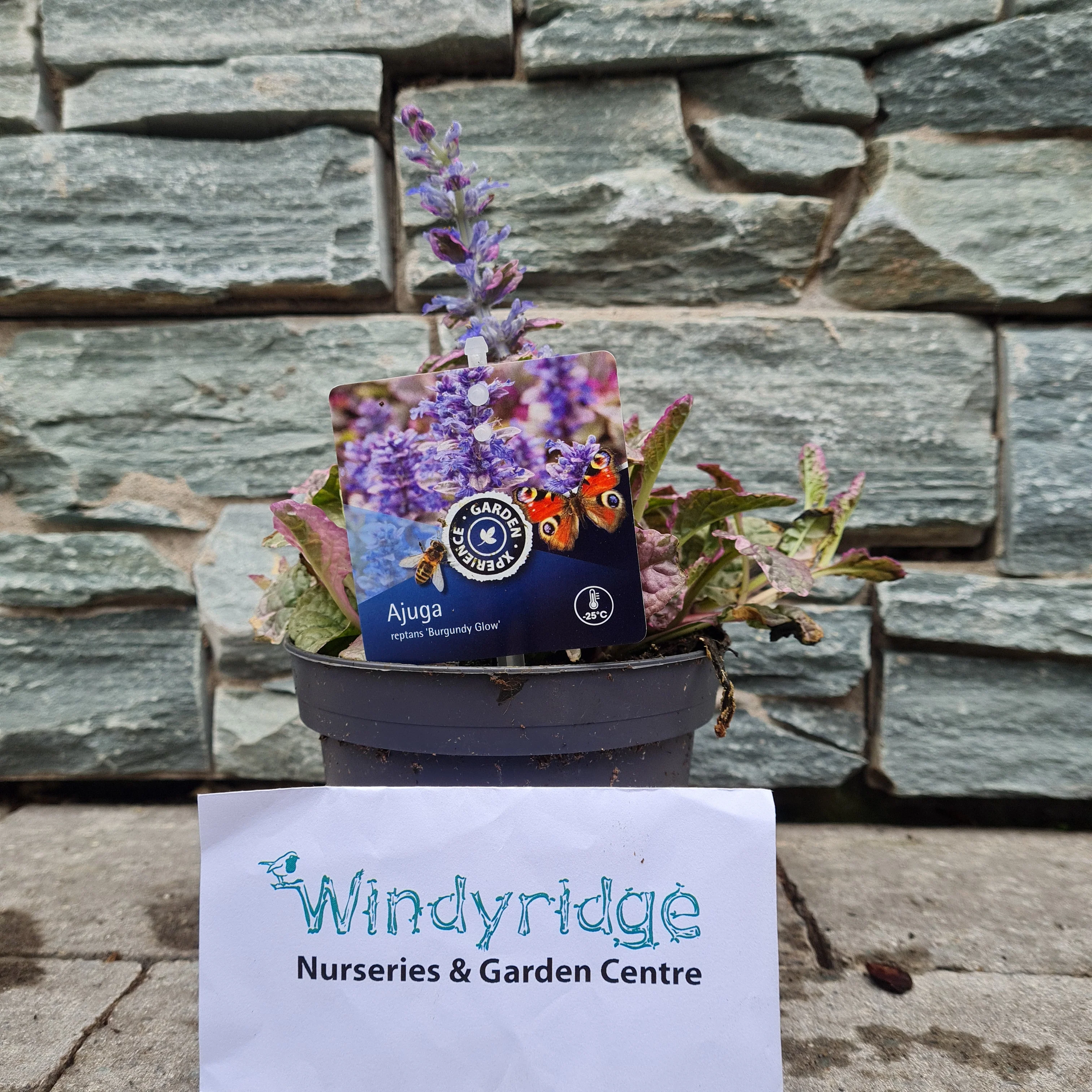 Ajuga reptans Burgundy Glow (13cm Pot)